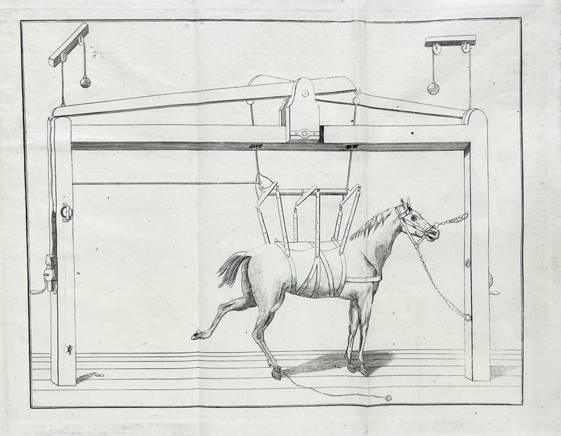 Horse. PATELLANI. Nuovo trattato di ferratura per comodo de veterinarj, maniscalchi,  [..]