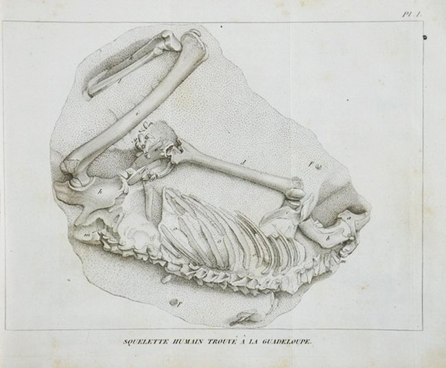 Paleontology. CUVIER. Discours sur les Revolutions de la Surface du