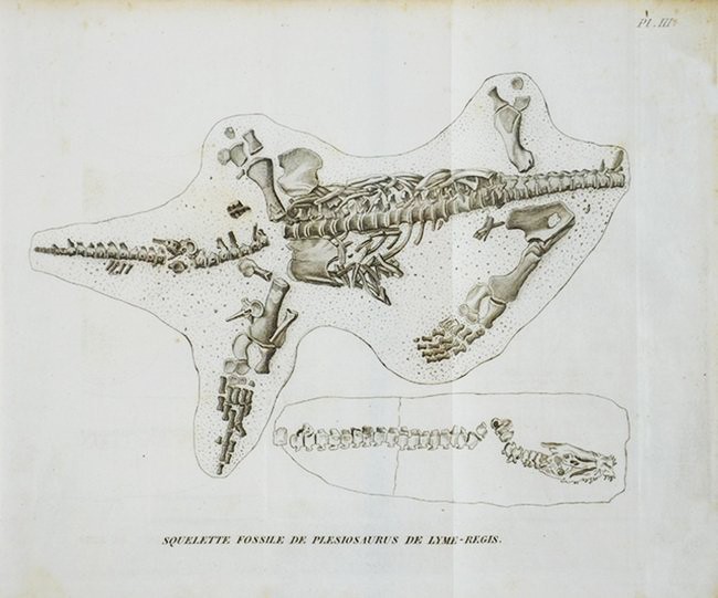 Paleontology. CUVIER. Discours sur les Revolutions de la Surface du