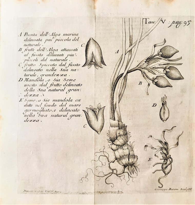 Natural Science/Parasitology. VALLISNIERI. Esperienze ed osservazioni.  - Auction  [..]
