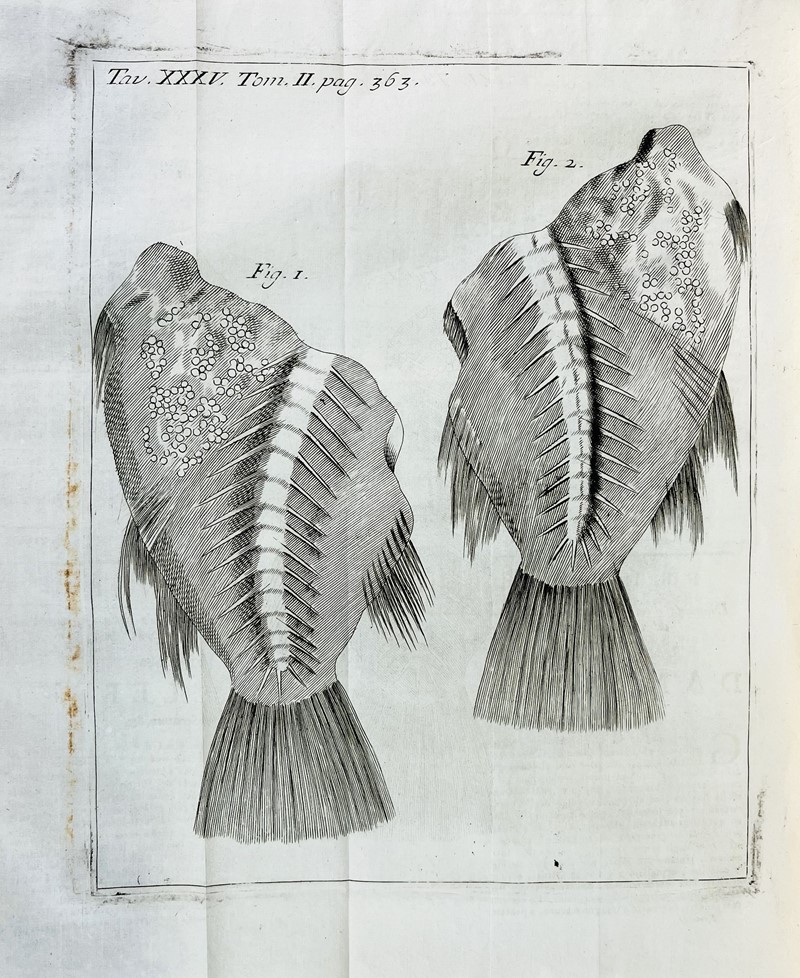 Complete works of Vallisnieri. VALLISNIERI. Opere fisico-mediche stampate e manoscritte.  [..]