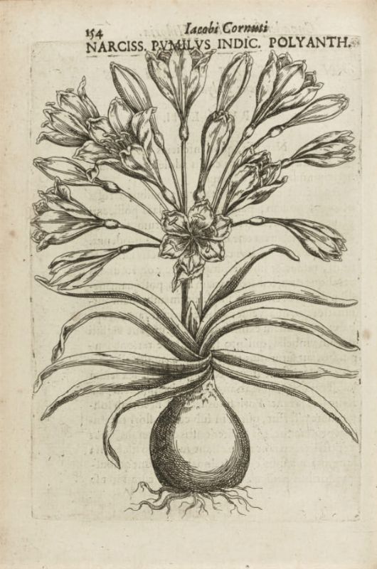Botany. CORNUT. Canadensium Plantarum.  - Auction Fine Books, Manuscripts, Prints and Autographs - Bado e Mart Auctions