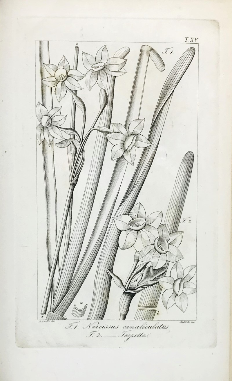 Botany. GUSSONE. Enumeratio plantarum vascularium in insula Inarime sponte provenientium.  [..]